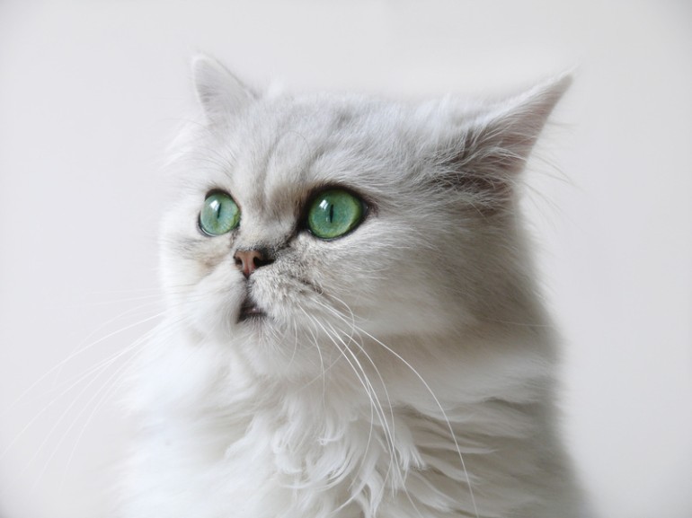 のペルシャ猫 - ペルシャネコのストックフォトや画像を多数ご