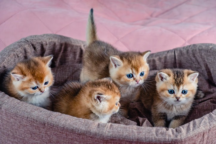 子猫