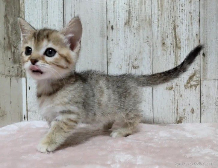 ジェネッタ　子猫