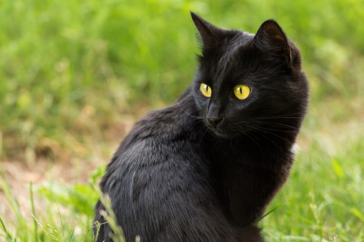 黒猫の種類16選! 性格や目の色、迷信など黒猫の魅力を解説し 黒猫の種類16選! 性格や目の色、迷信など黒猫の魅力を解説し