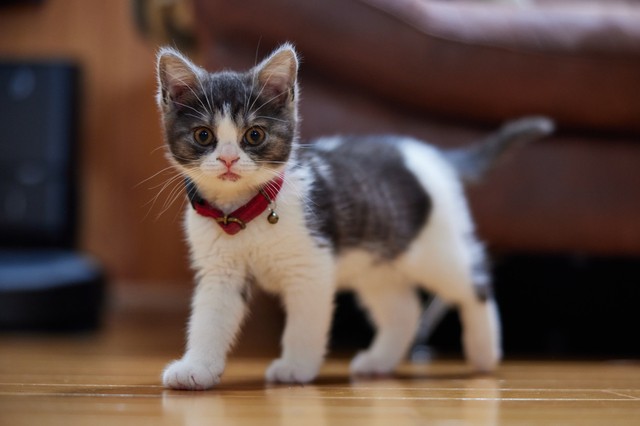 ブチ猫 tamaya＊羊毛フェルト＊猫＊子猫＊＊ぶち猫＊白黒猫