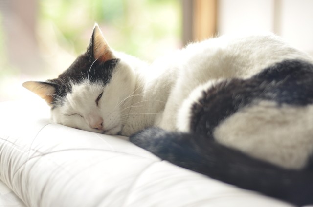ぶち猫とはどんな猫？ ぶち猫の種類や性格、三毛猫との違いも
