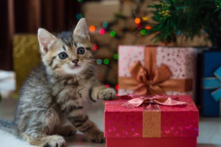 プレゼントの前の子猫