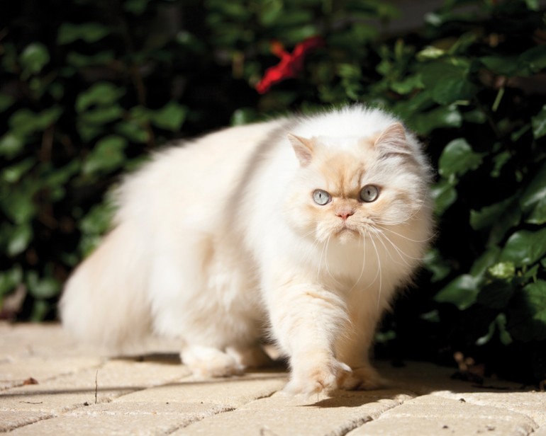 中古】 純血種猫の飼い方 ペルシャ，ヒマラヤン，バーマン