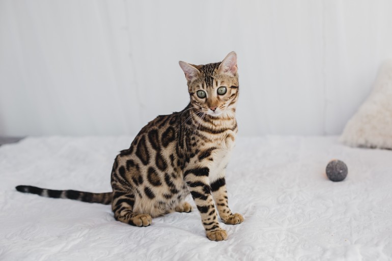 【♥︎】かわいい猫の装飾、活発でエネルギッシュ かわいい猫の装飾、活発でエネルギッシュ 置物