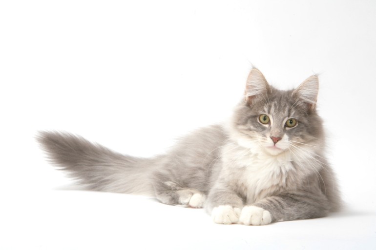 グレーの猫の種類15選！ 性格やハチワレの猫種なども紹介
