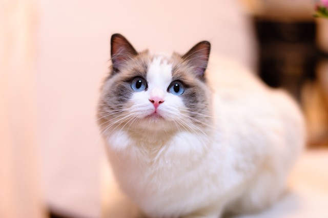 青い目の猫の種類を紹介！ 白猫や黒猫は青い目をもつ？｜みんなの子猫