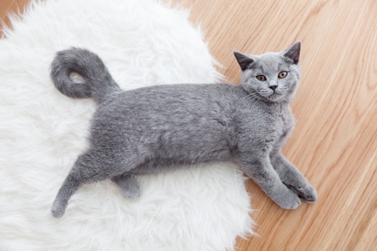 床に寝そべる猫