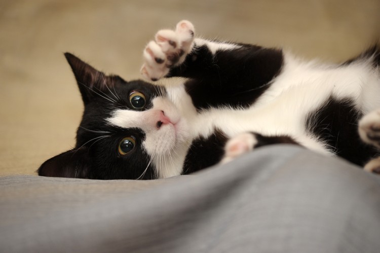寝っ転がってふみふみしている猫