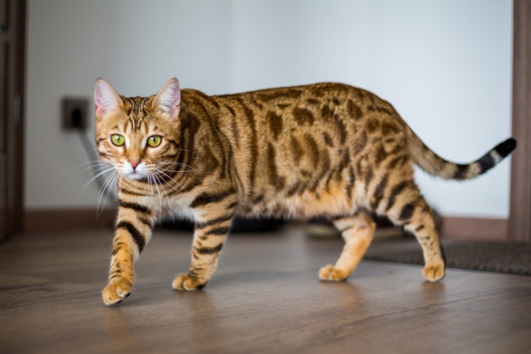 室内をウロウロしている猫