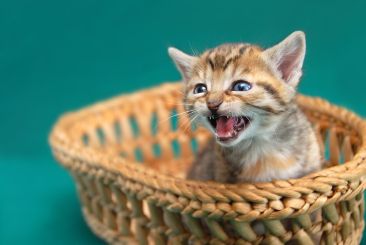 夜鳴きしている子猫