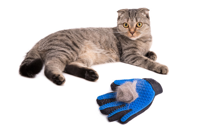 猫の抜け毛掃除でもう悩まない 掃除がラクになるテクニックを紹介 みんなの子猫ブリーダー