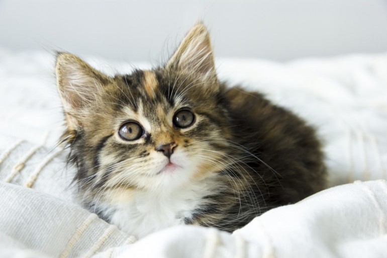 マンションで猫を飼いたい 注意点やマナー 飼い方のコツを解説 みんなの子猫ブリーダー