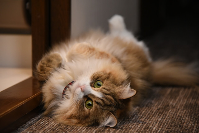 猫の愛情表現15選 飼い主に甘えたいサインと その応じ方を紹介 みんなの子猫ブリーダー 猫の愛情表現15選 飼い主に甘えたいサインと その応じ方を紹介 みんなの子猫ブリーダー