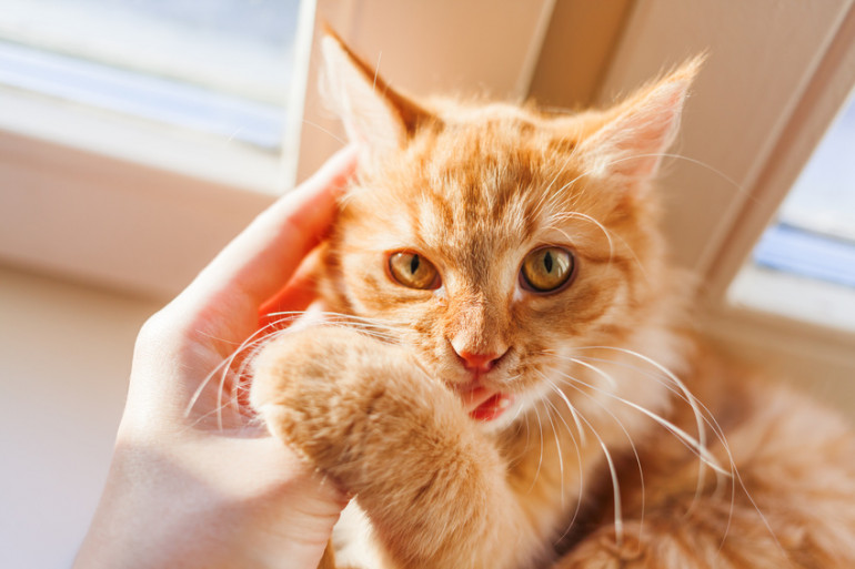 猫の愛情表現15選 飼い主に甘えたいサインと その応じ方を紹介 みんなの子猫ブリーダー 猫の愛情表現15選 飼い主に甘えたいサインと その応じ方を紹介 みんなの子猫ブリーダー