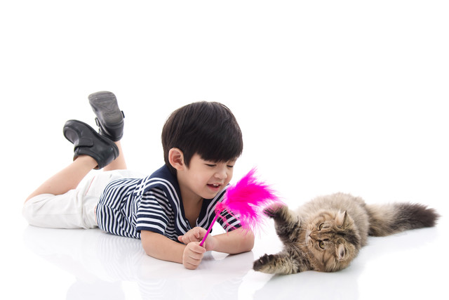 男の子と遊ぶ猫