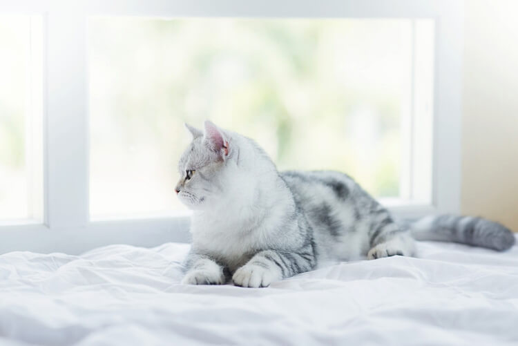 猫はお留守番できる 注意すべき5つのポイント 外泊時の対策も解説 みんなの子猫ブリーダー