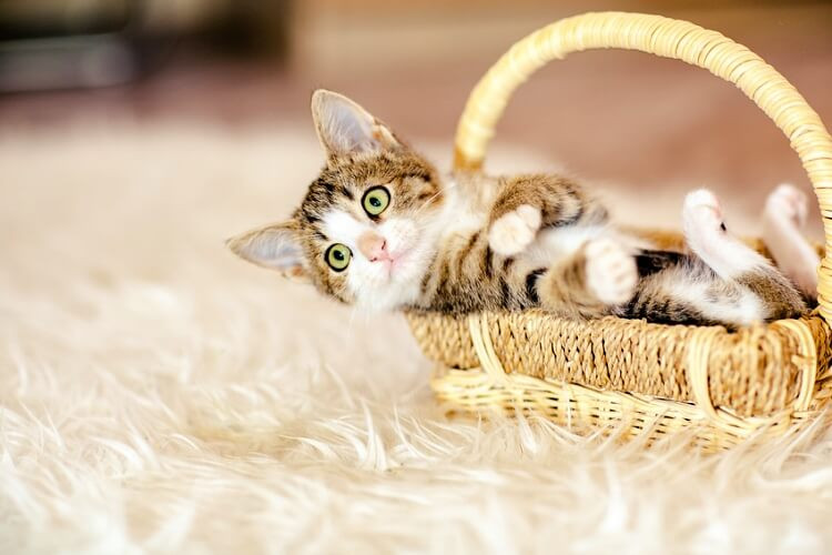 猫はお留守番できる 注意すべき5つのポイント 外泊時の対策も解説 みんなの子猫ブリーダー 猫はお留守番できる 注意すべき5つのポイント 外泊時の対策も解説 みんなの子猫ブリーダー