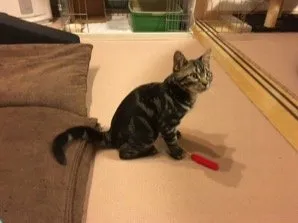 ゆみこ 様のお迎えした子猫