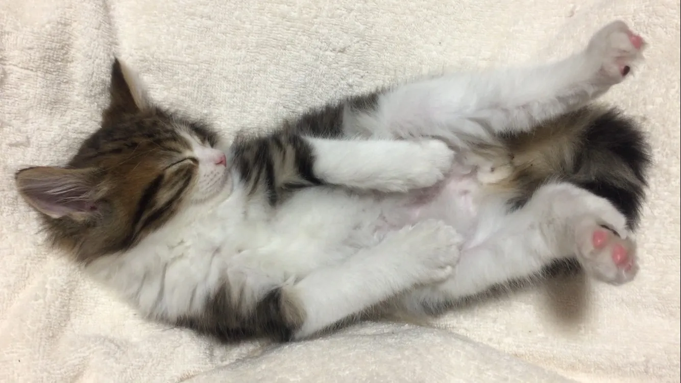 かなぶん 様のお迎えした子猫