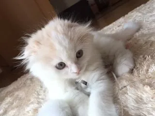 ここ 様のお迎えした子猫