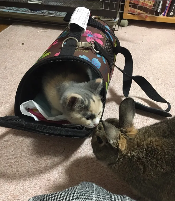 ちゃるーひめ 様のお迎えした子猫