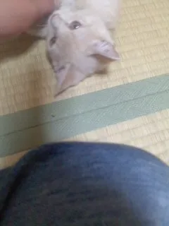 ほえの家 様のお迎えした子猫