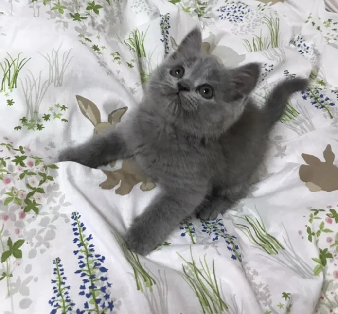 ひまっち 様のお迎えした子猫