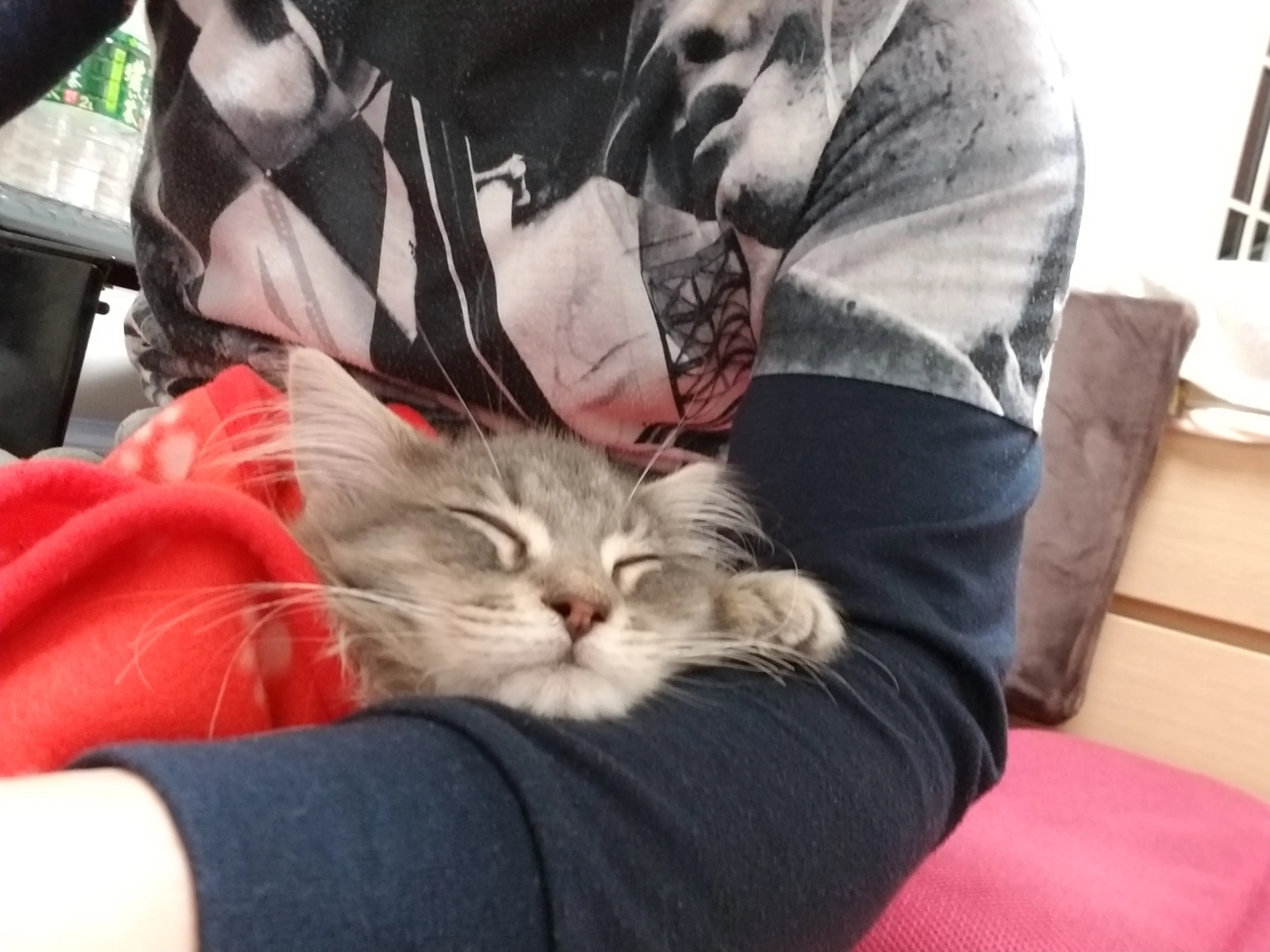 ねね姫 様のお迎えした子猫