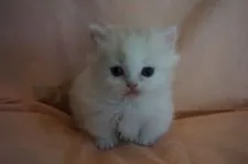 ミータ♡ママ 様のお迎えした子猫