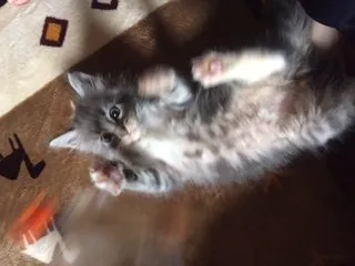 テツワン 様のお迎えした子猫