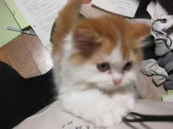 樋口 様のお迎えした子猫