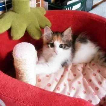 よぴ子 様のお迎えした子猫