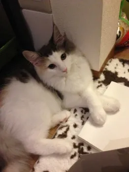 こはる 様のお迎えした子猫
