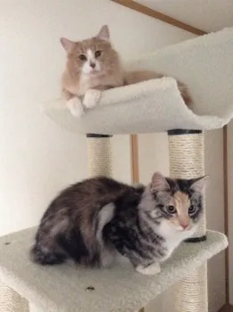 ポテト 様のお迎えした子猫