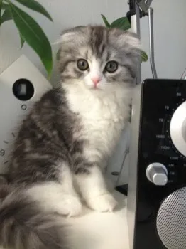 ネルネママ 様のお迎えした子猫