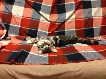 aiko 様のお迎えした子猫