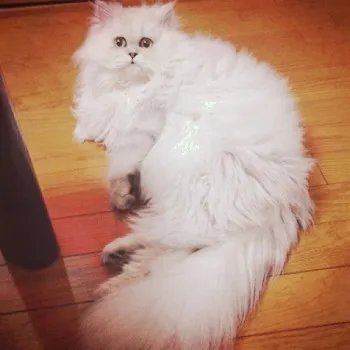 Ｉ LOVE シャンプー 様のお迎えした子猫