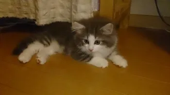 メイちゃん 様のお迎えした子猫
