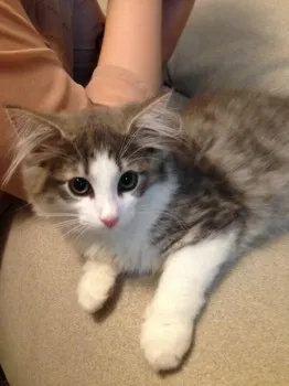かえで 様のお迎えした子猫