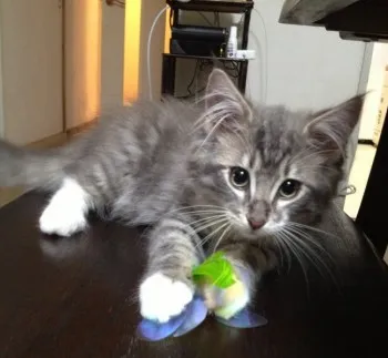 hacu 様のお迎えした子猫