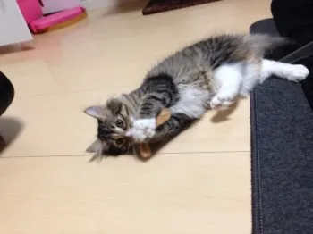 えにゃこ 様のお迎えした子猫