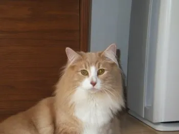 ポテト 様のお迎えした子猫