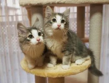 どんぐり 様のお迎えした子猫