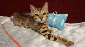 蒼月 様のお迎えした子猫