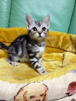 さるお 様のお迎えした子猫