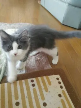 みかん 様のお迎えした子猫