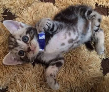 ゆうさん 様のお迎えした子猫