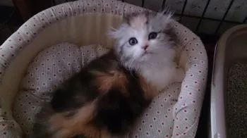 エアデール 様のお迎えした子猫