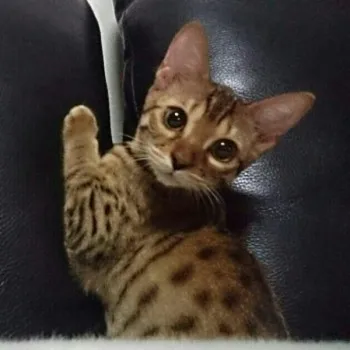 ネネまま 様のお迎えした子猫